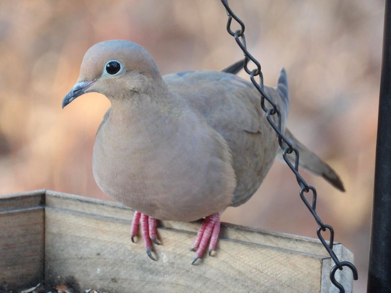 Mourning Dove