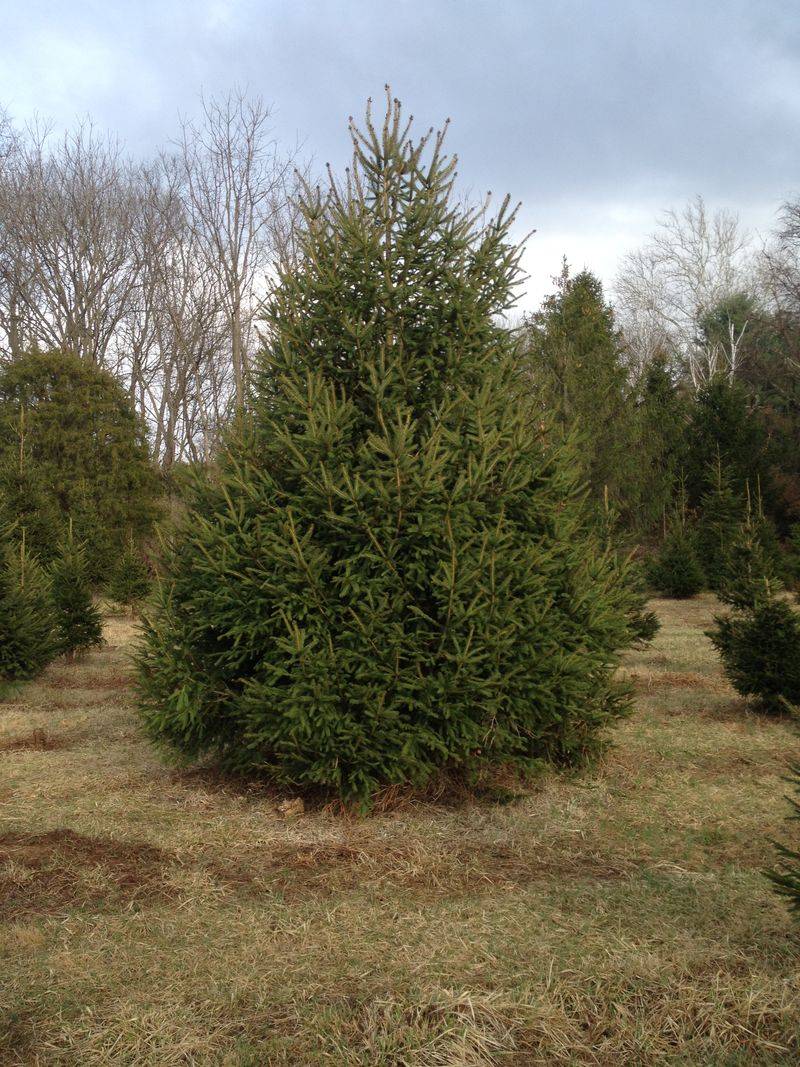 Norway Spruce
