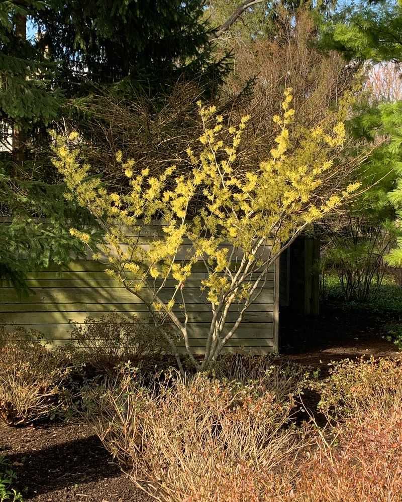 Witch Hazel