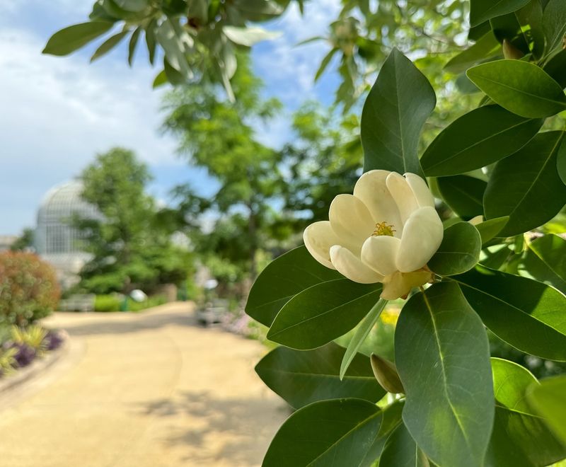Sweetbay Magnolia