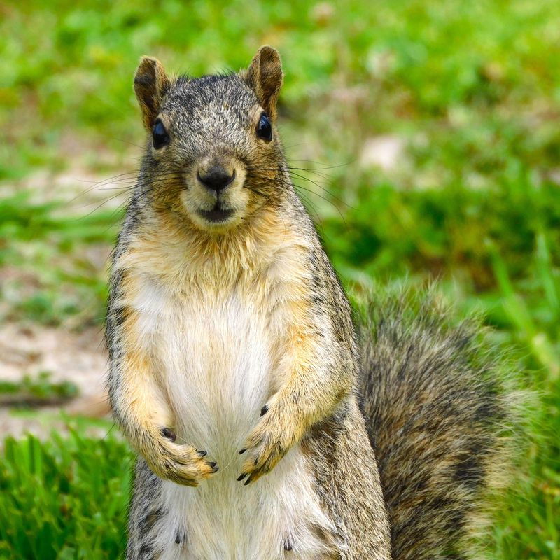 Eastern Gray Squirrel