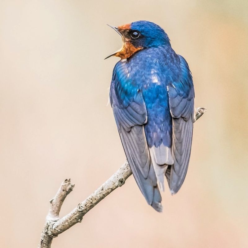 Barn Swallows Control Mosquito Populations