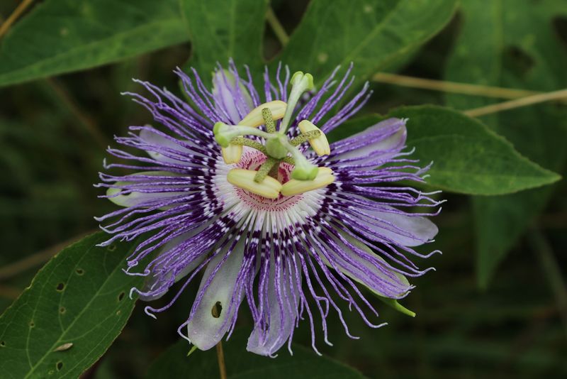 Passionflower (Passiflora incarnata)