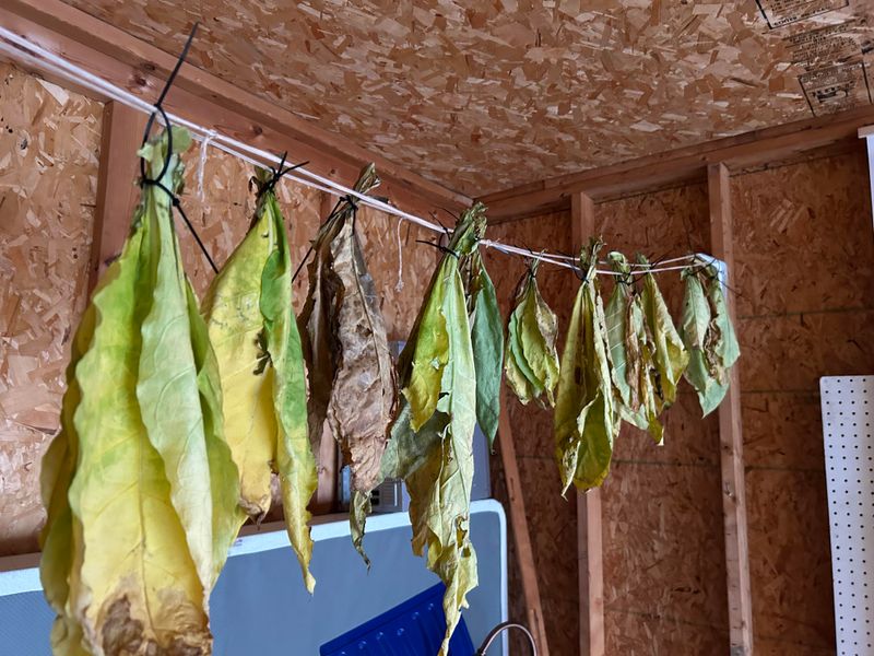Tobacco Leaves