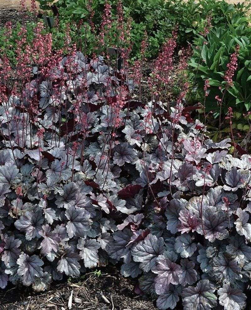 Heuchera 'Palace Purple'