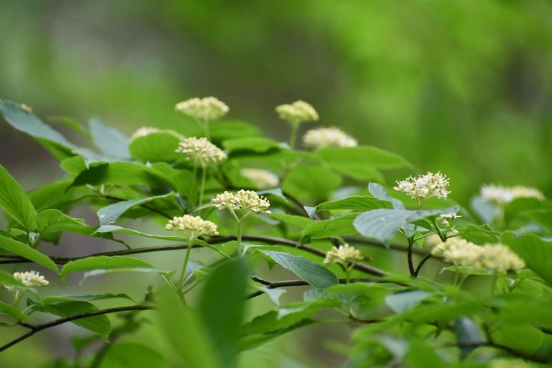 Pagoda Dogwood