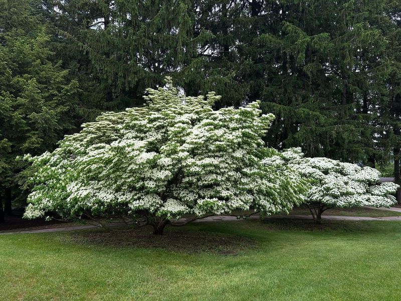 Kousa Dogwood