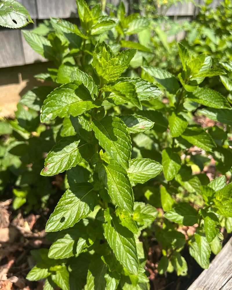 Protect Perennial Herbs