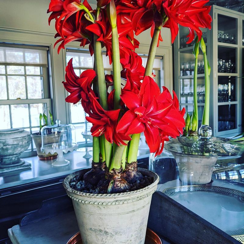 Amaryllis
