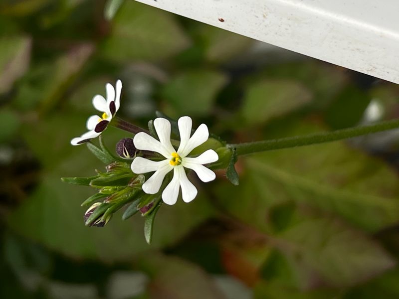 Night Phlox