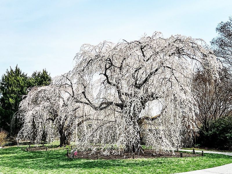 Weeping Cherry