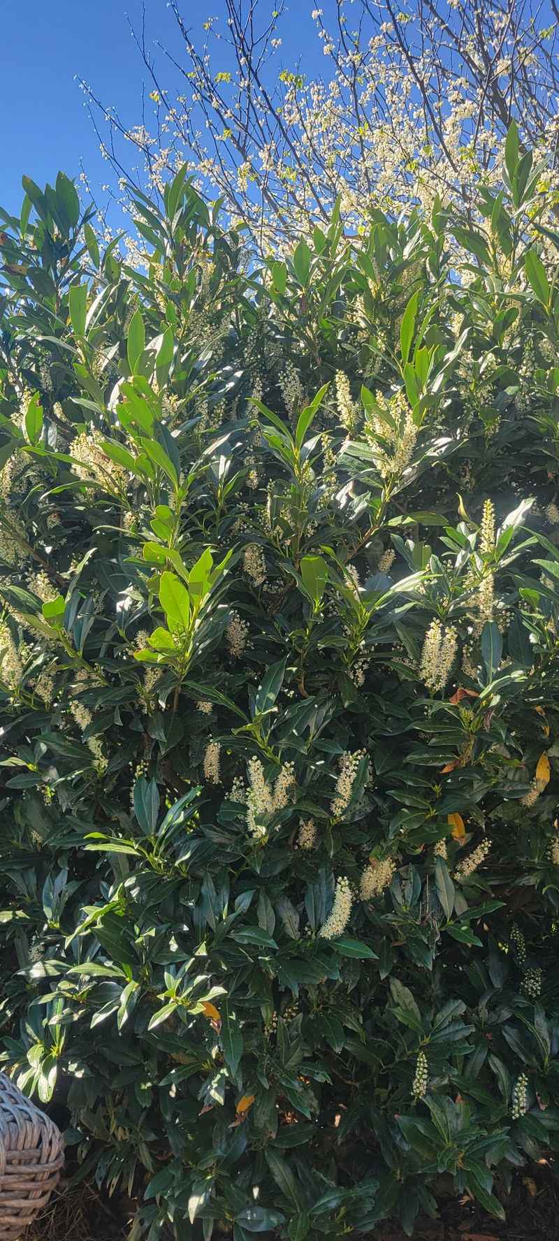 Cherry Laurel