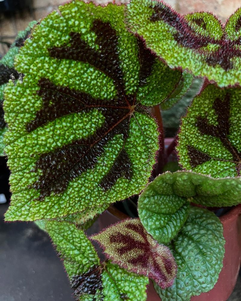 Iron Cross Begonia