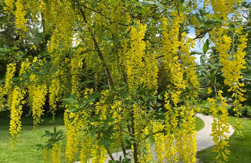 Golden Chain Tree