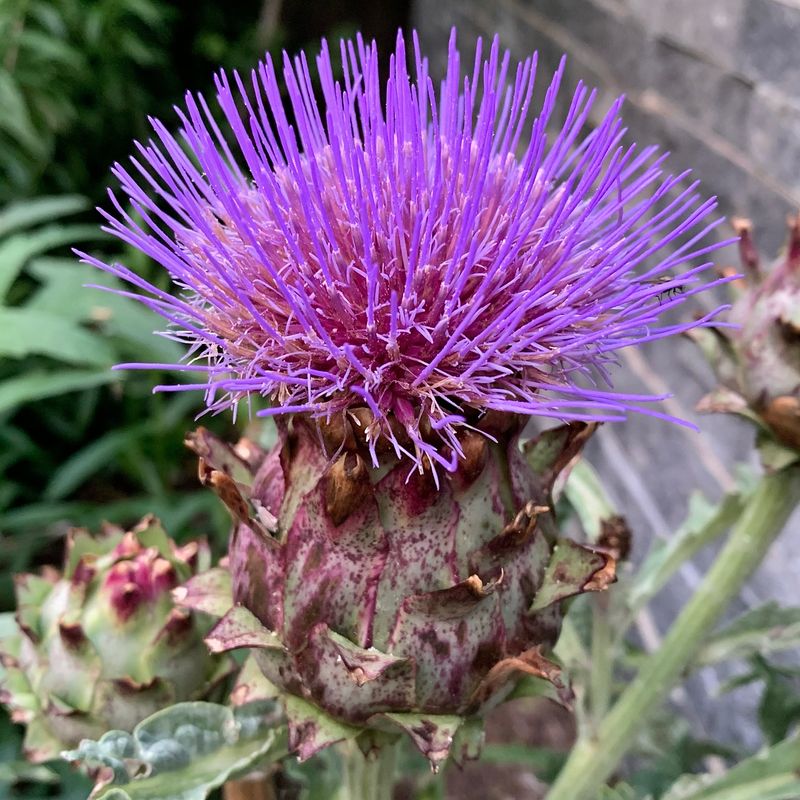 Cardoon