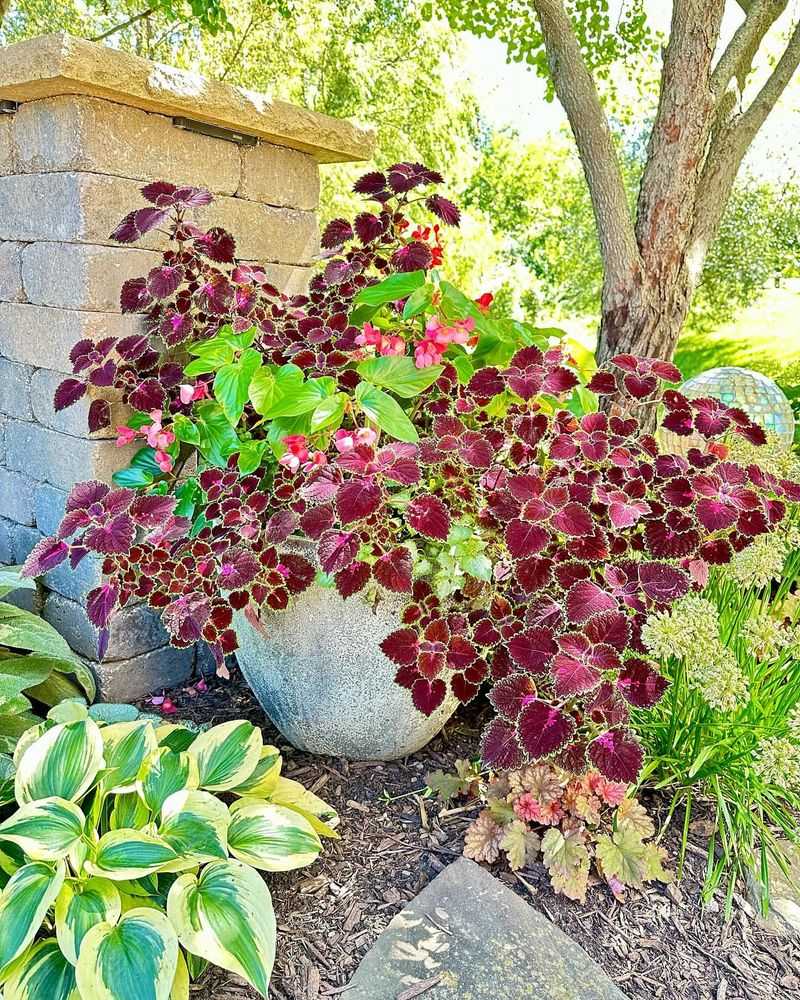 Coleus