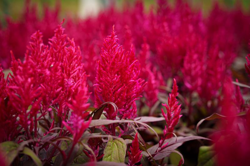 Celosia: Flame Flowers