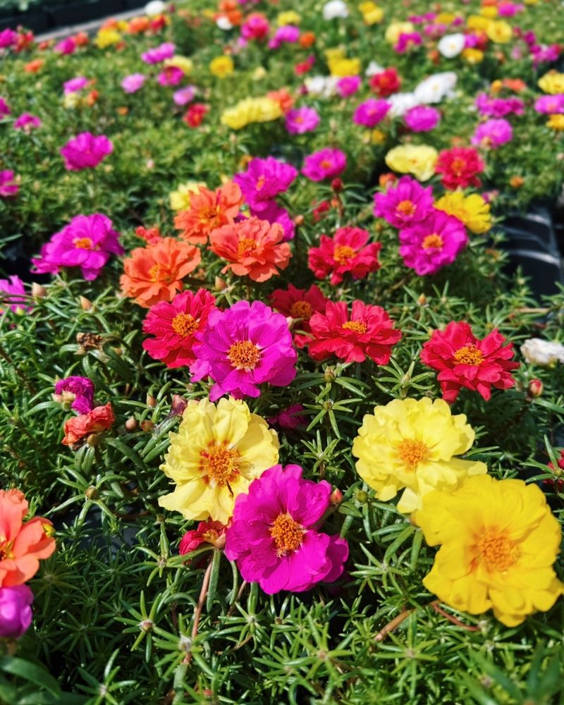 Portulaca (Moss Rose)