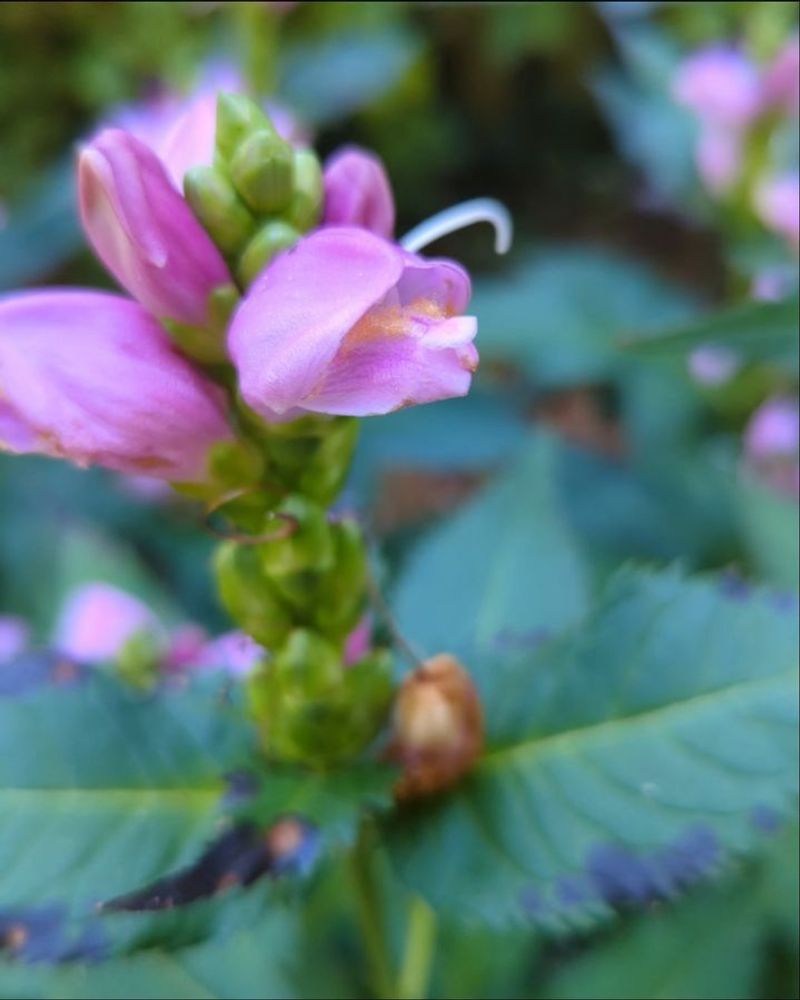 Turtlehead