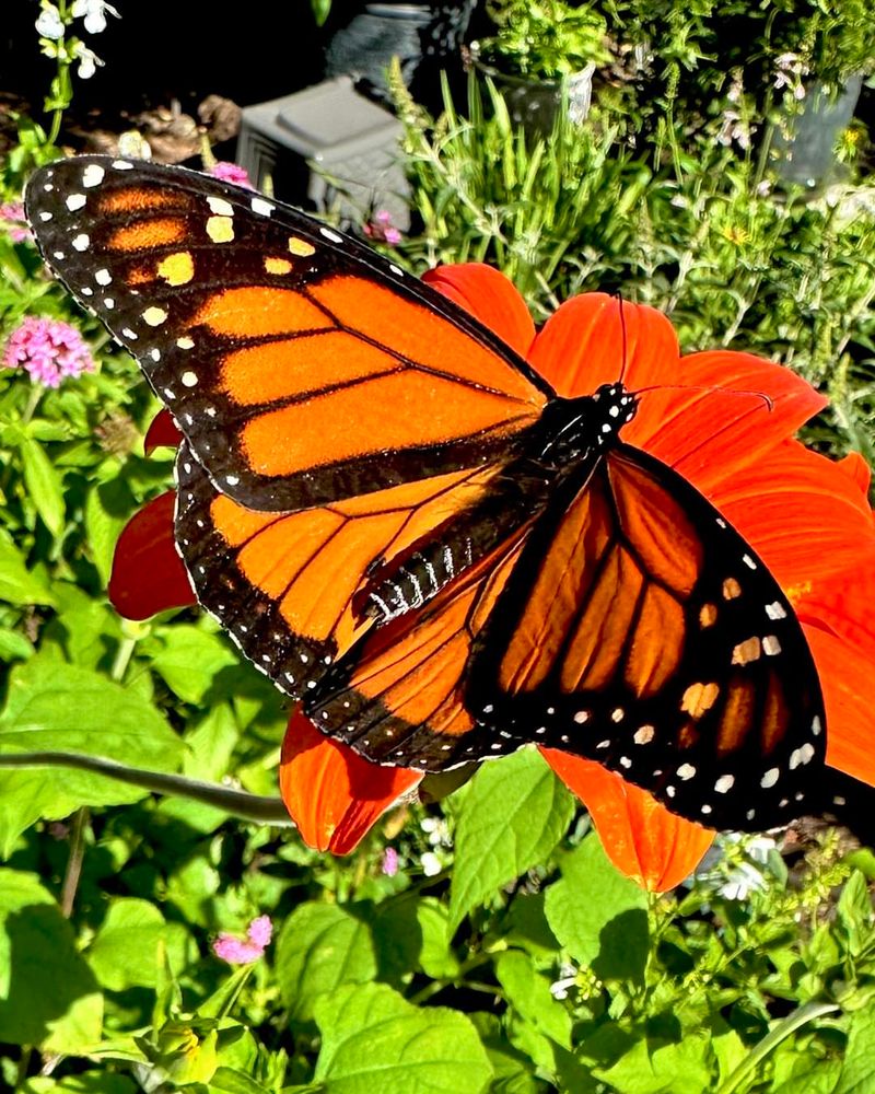 Tithonia