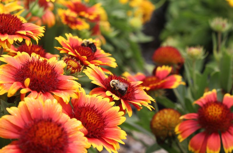 Blanket Flower (Gaillardia)