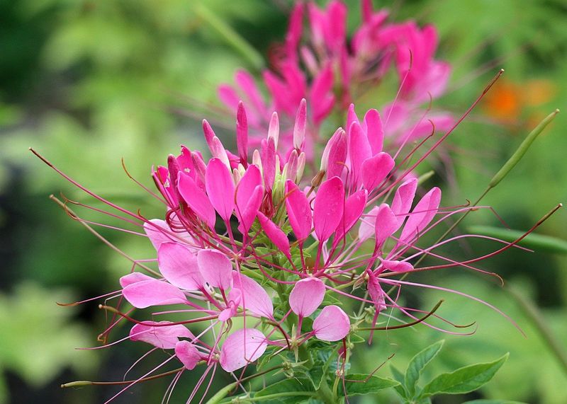 Cleome: Spider Flowers That Self-Sow Generously