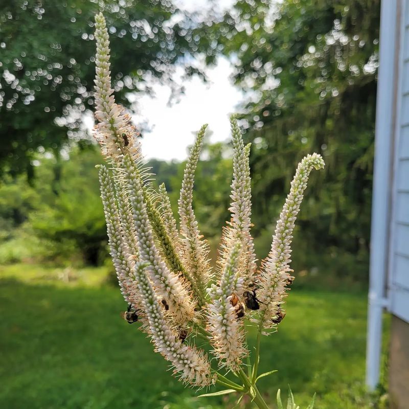 Culver's Root