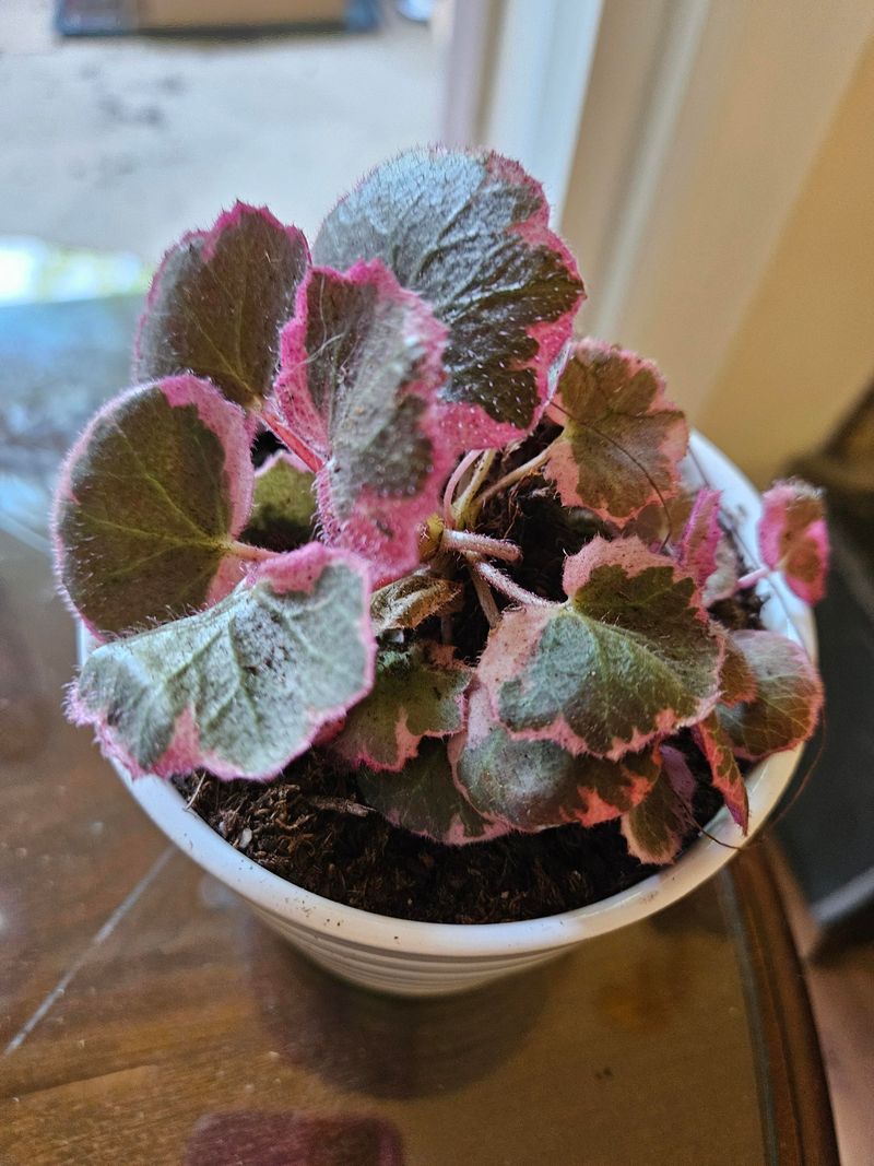 Strawberry Geranium - The Vanilla Bean Mimic
