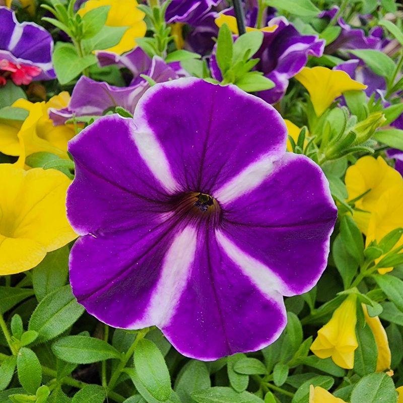 Petunias