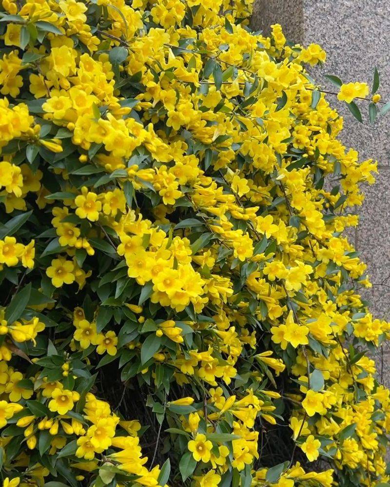 Carolina Jessamine