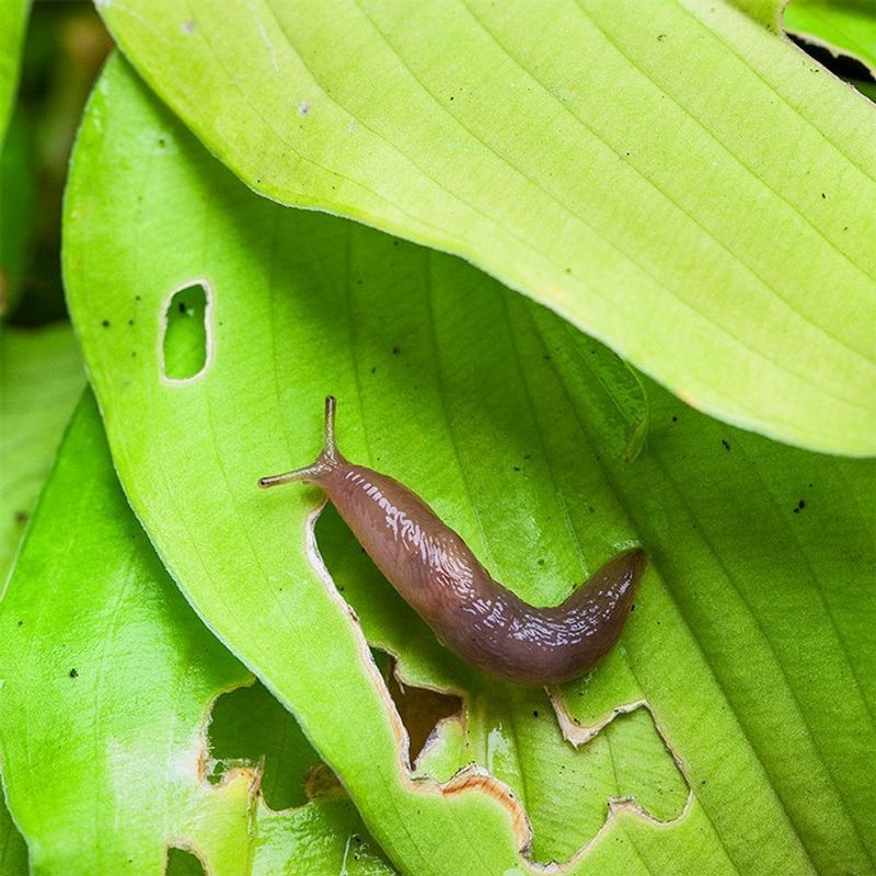 Slug and Snail Barrier