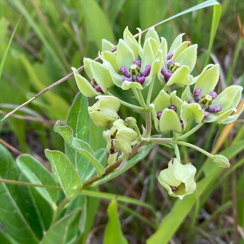 Spider Milkweed (Asclepias viridis)