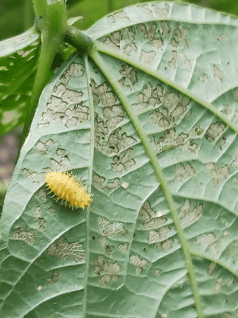 Mexican Bean Beetle Feeding Damage