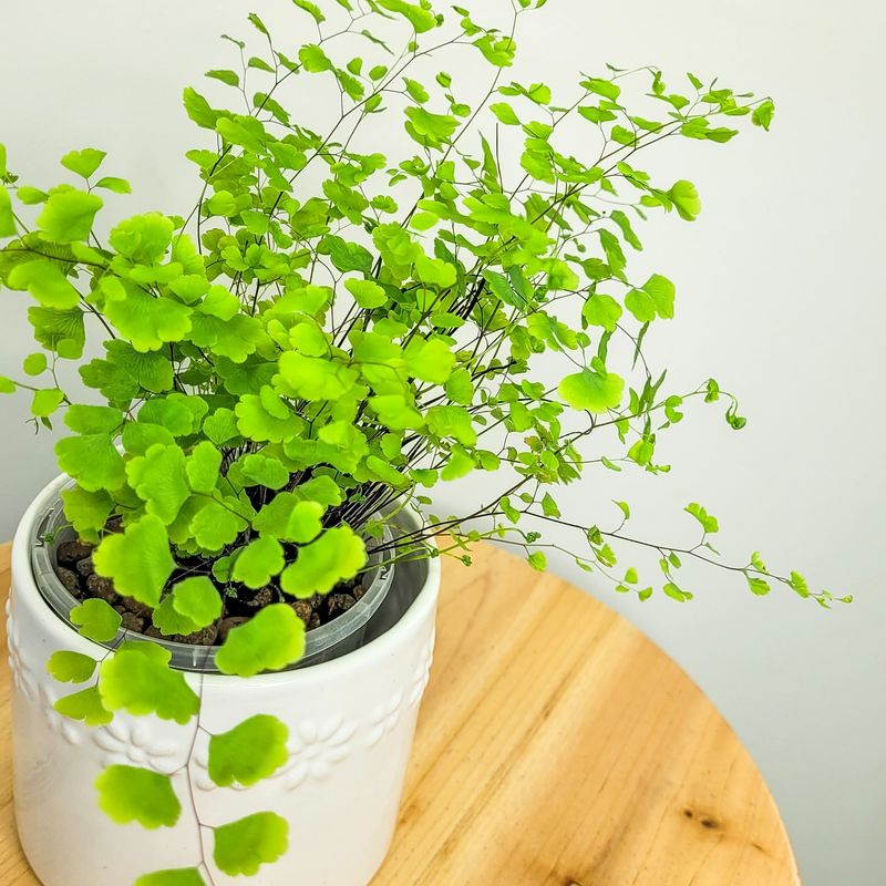 Maidenhair Fern