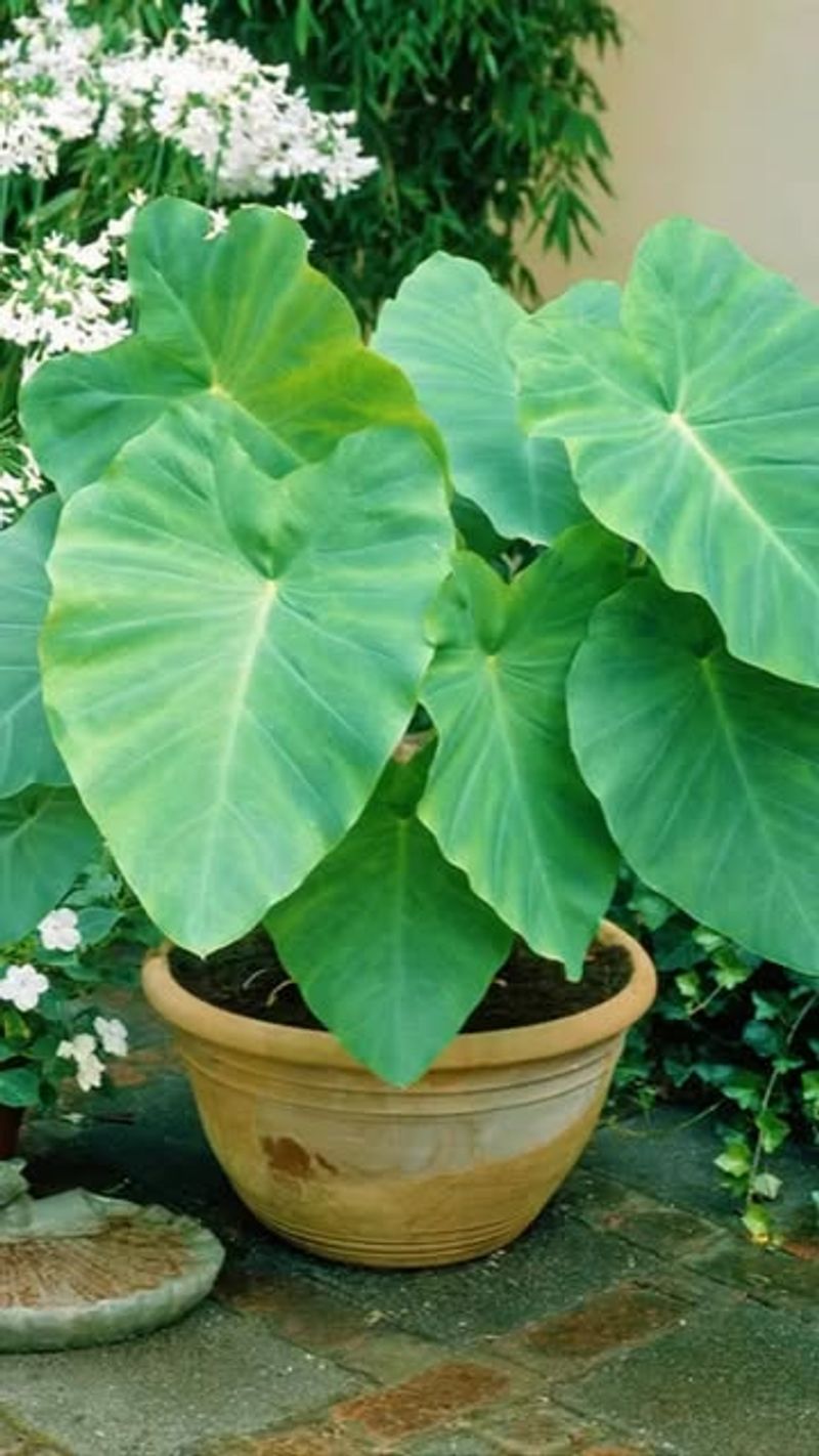 Elephant Ear