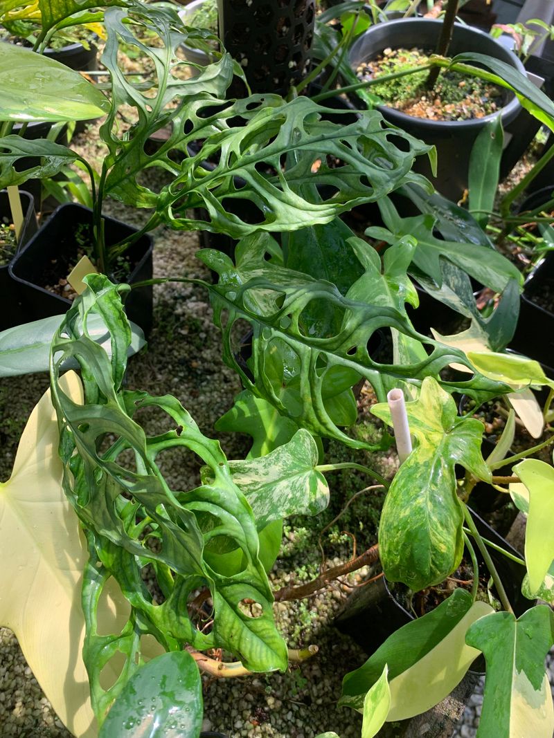 Monstera Obliqua