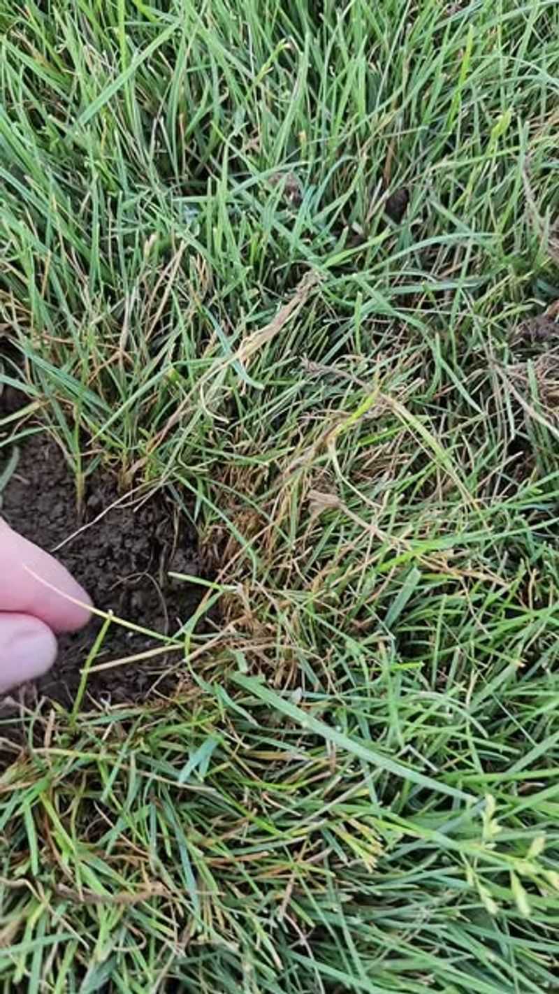 Bluegrass Billbugs