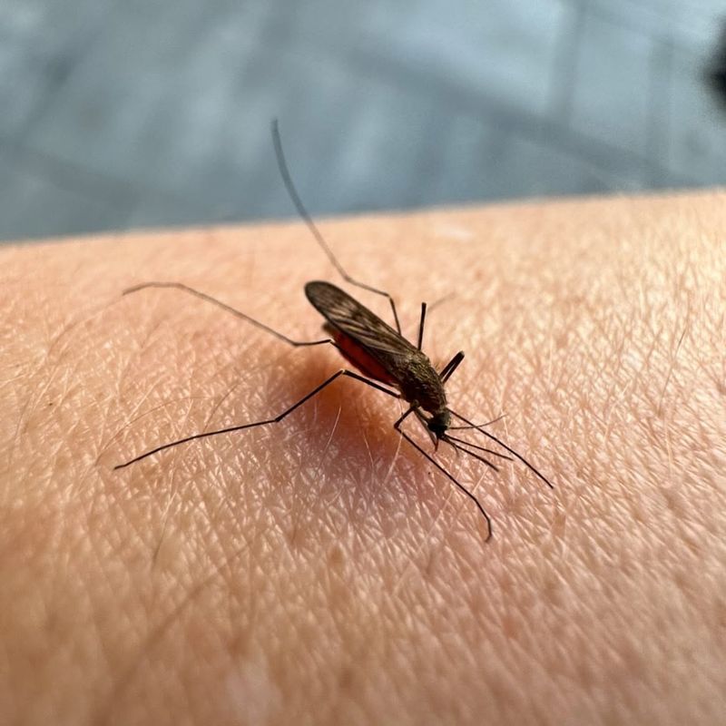 Mosquitoes