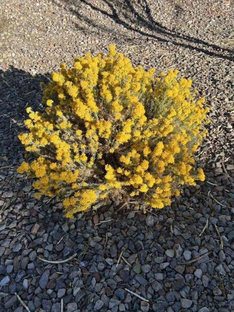 Turpentine Bush