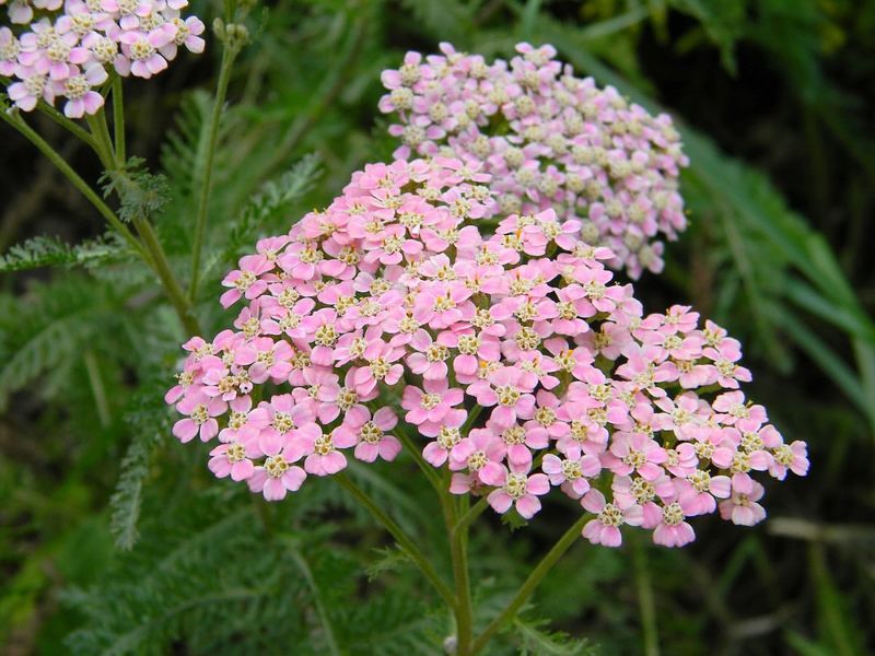 Scarlet Hedgenettle