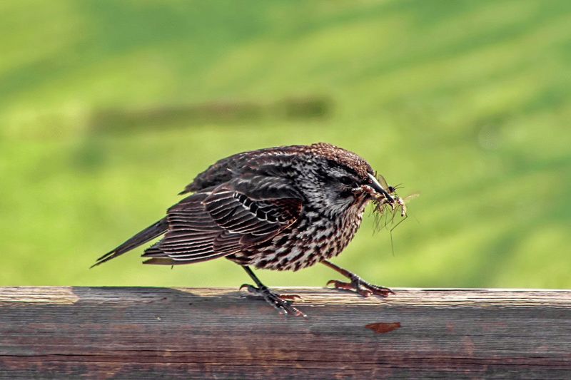 Food Source For Wildlife