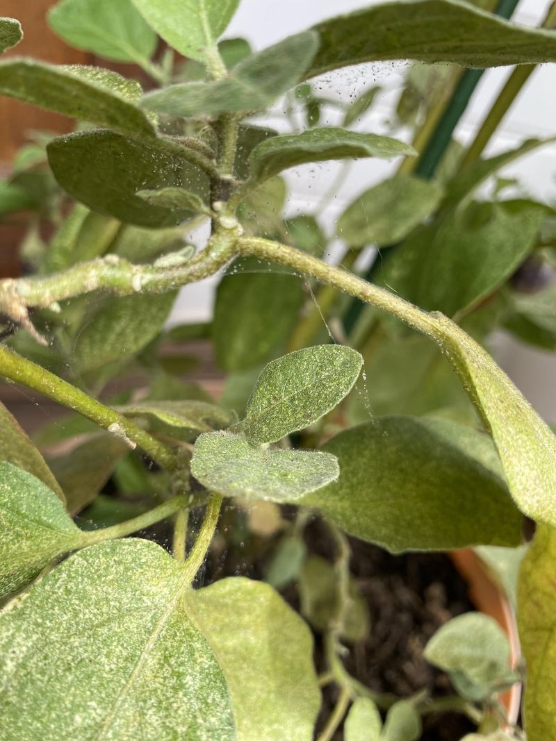 Broad Mite Damage