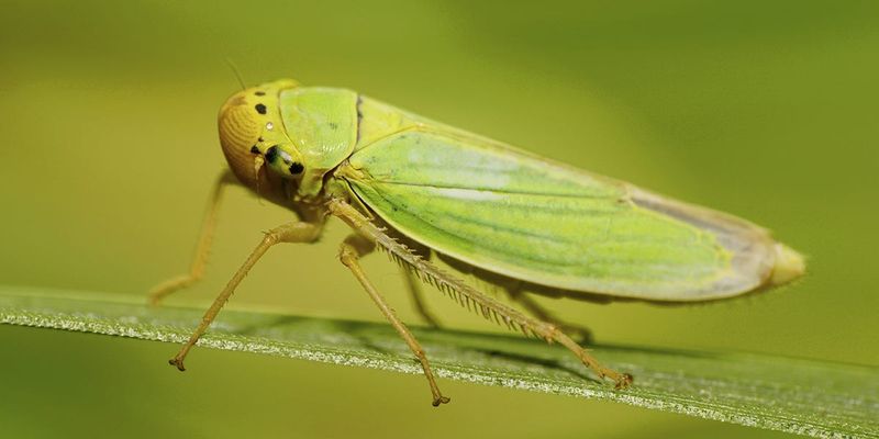 Leafhoppers: The Disease Vectors