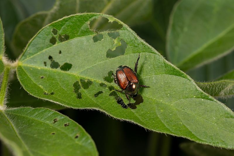 Japanese Beetles: Metallic Plant Destroyers