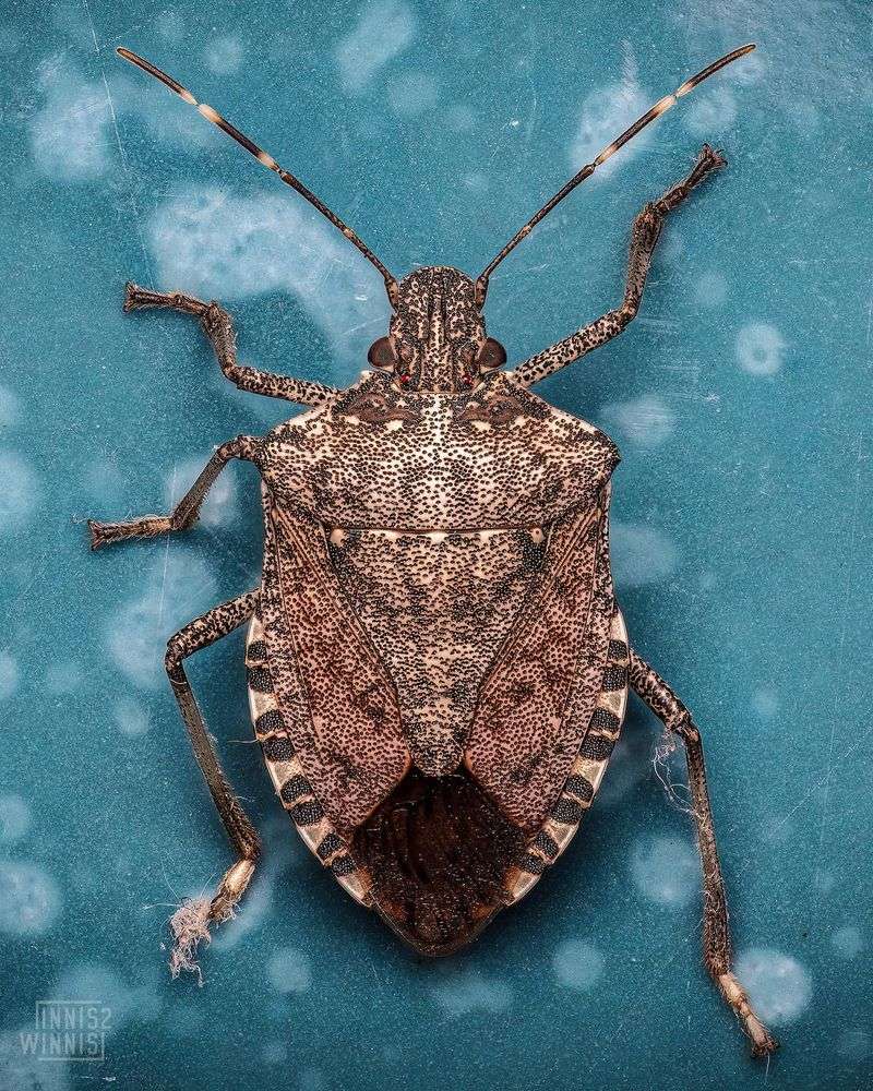 Stink Bugs