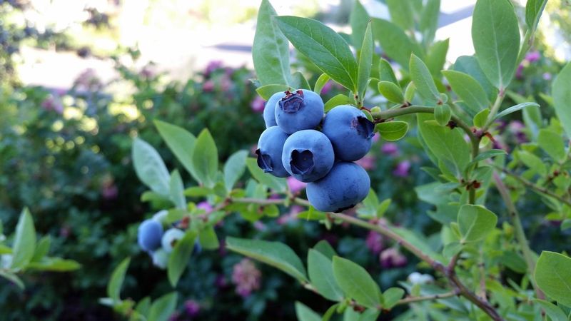 Blueberries Battle Alkaline Soil