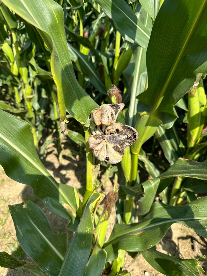 Remove Infected Plants