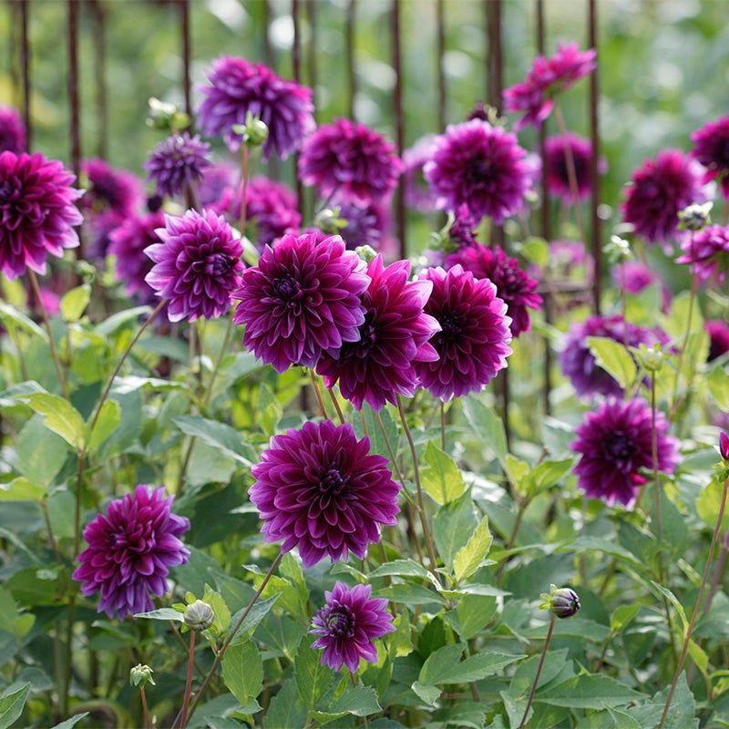 Select Late-Season Varieties