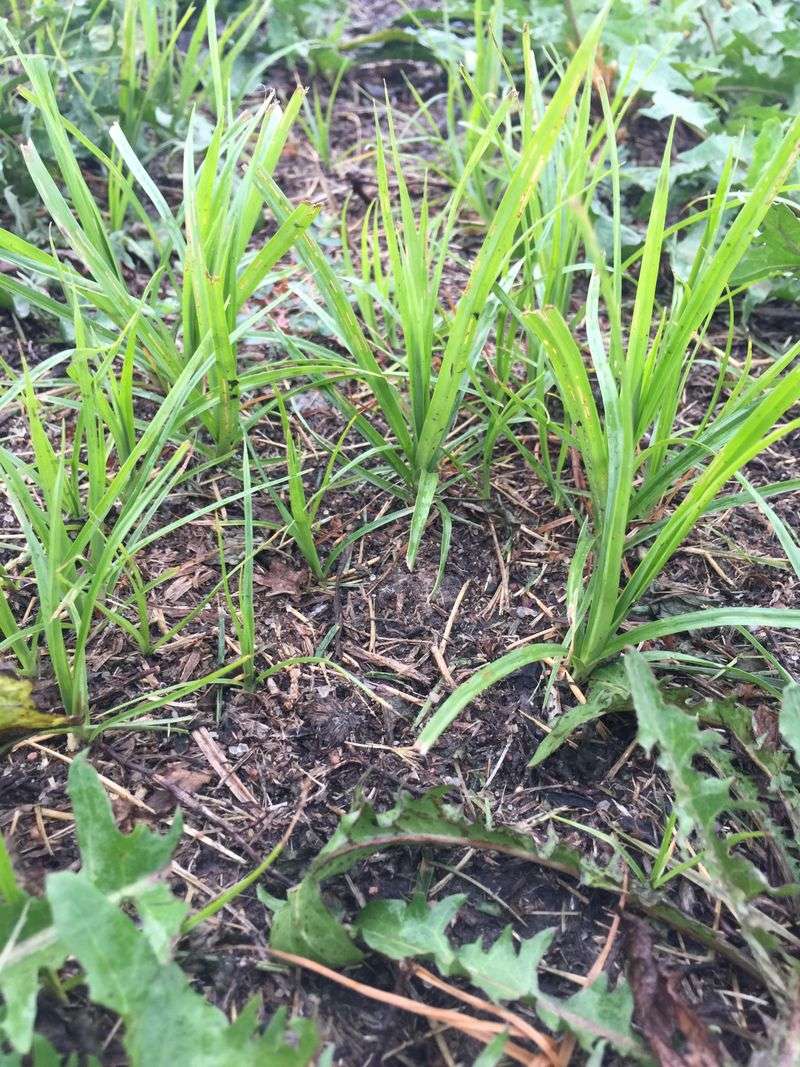 Introduce Beneficial Nematodes