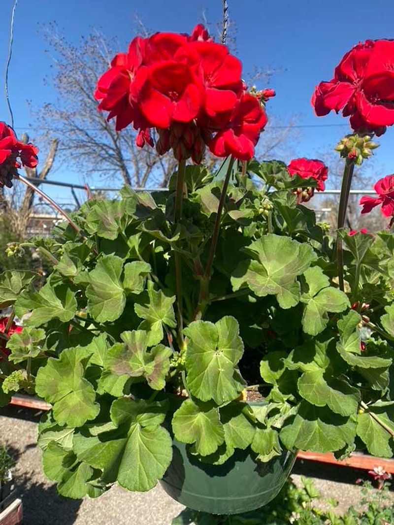 Bloom-Boosting Phosphorus